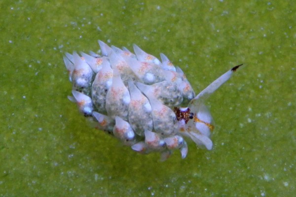 テングモウミウシ