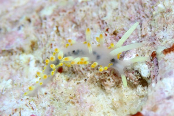 ハンターズイア・イマガワイ