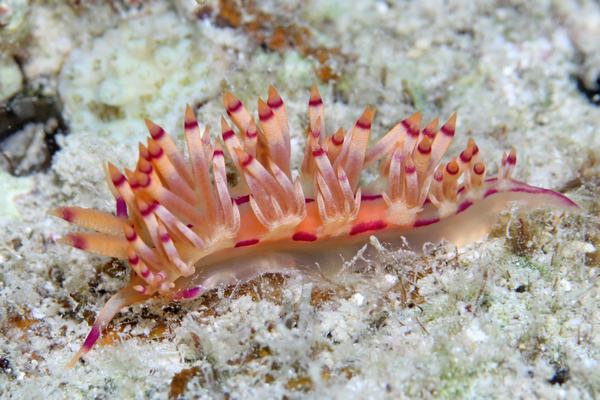 ロータスミノウミウシ