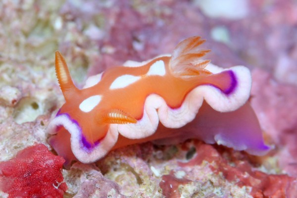 キベリアカイロウミウシ