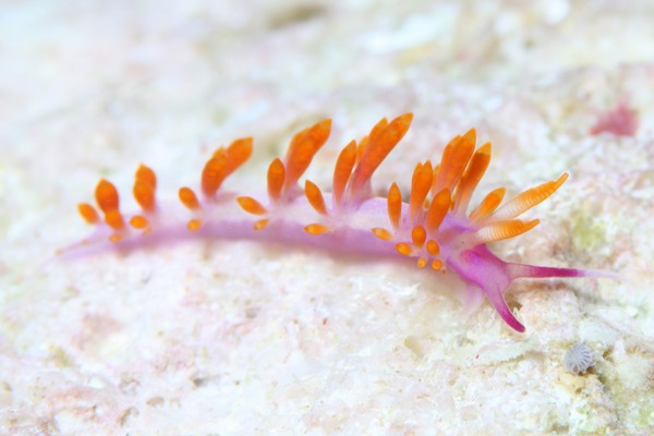 ルージュミノウミウシ