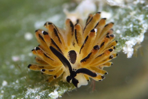 イリオモテモウミウシ