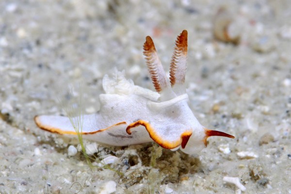 ケラマコネコウミウシ