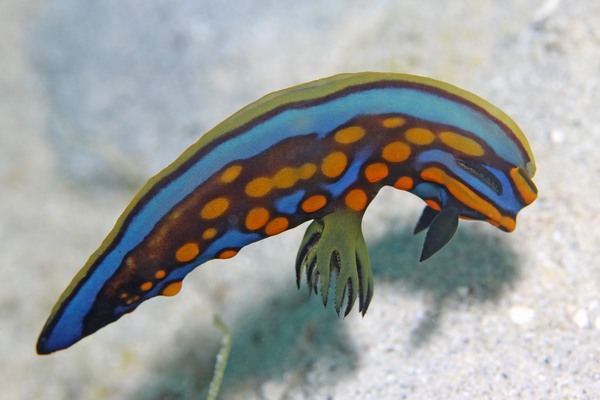 サガミリュウグウウミウシ