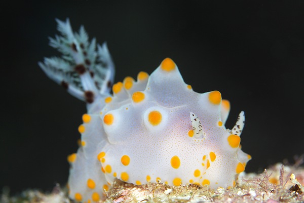 コンペイトウウミウシ