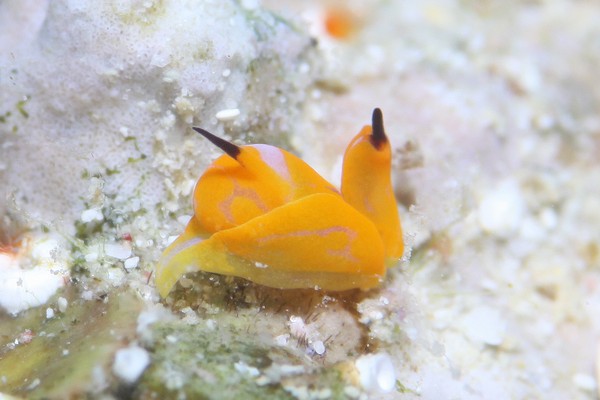 キマダラウミコチョウ