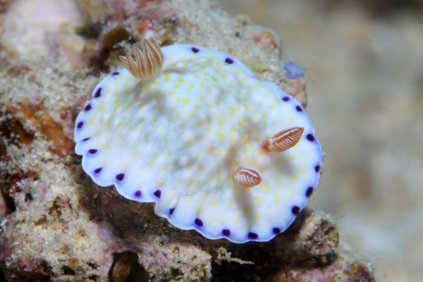 ミナミコモンウミウシ