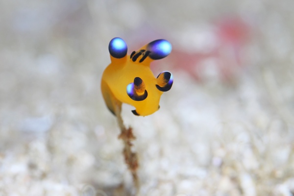 ウデフリツノザヤウミウシ