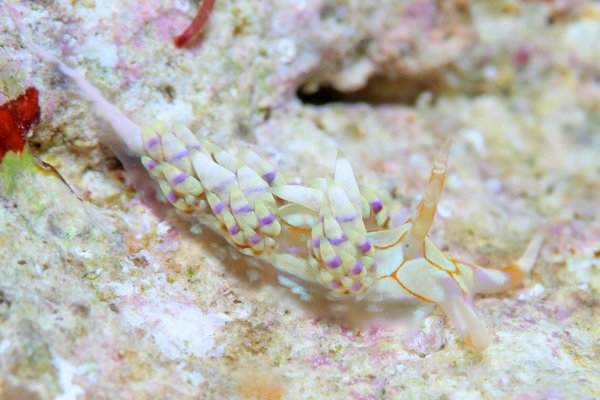 トウリンミノウミウシ