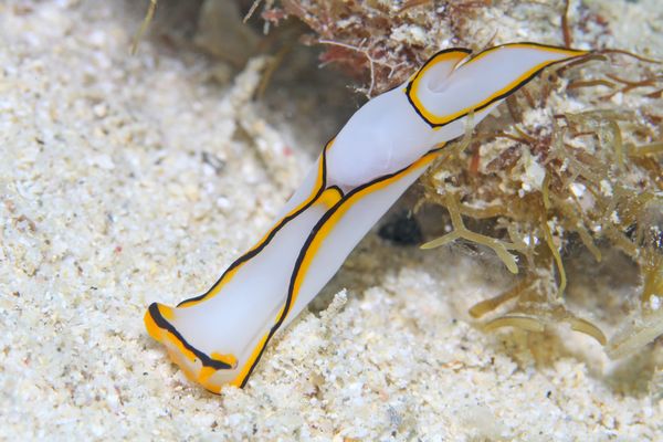 クロヘリシロツバメガイ