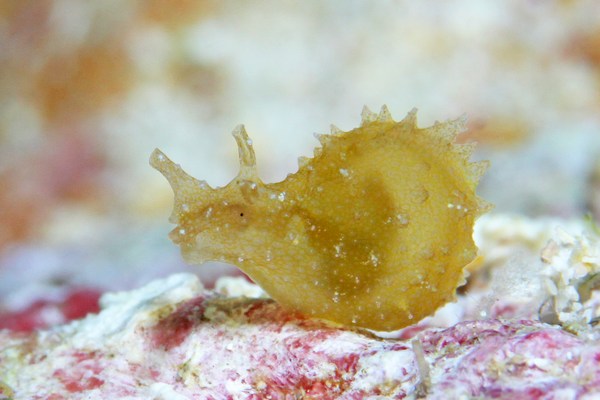 フウセンウミウシ