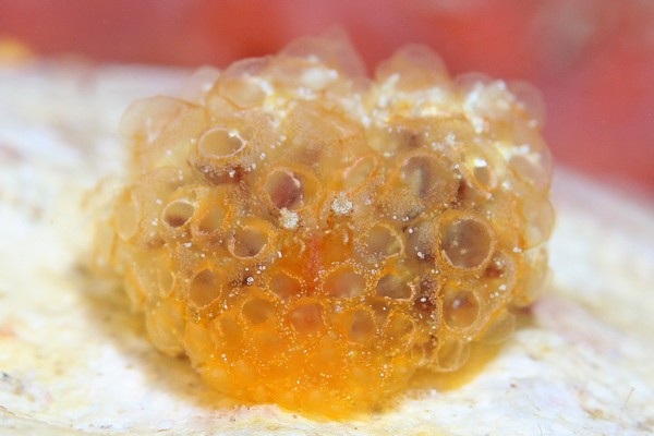 コヤナギウミウシ属の一種