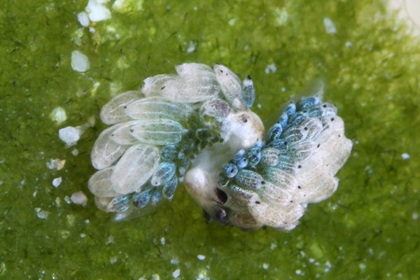 ウサギモウミウシ