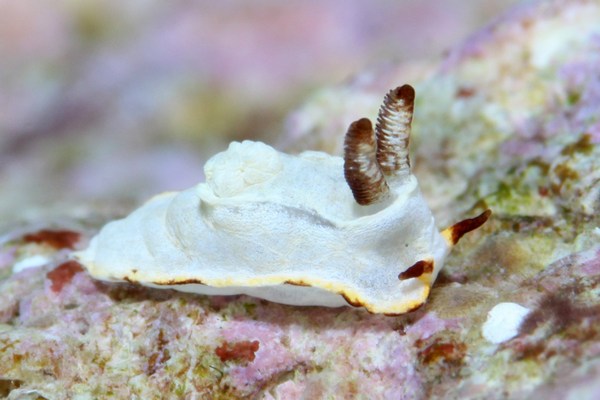 ケラマコネコウミウシ