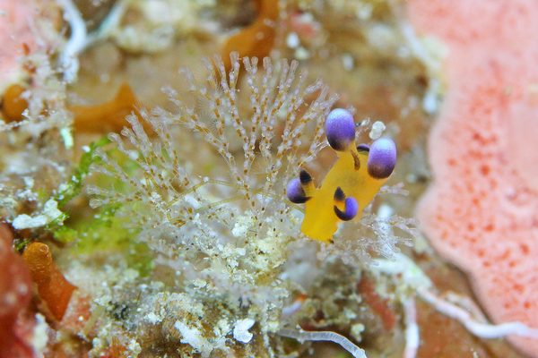 ウデフリツノザヤウミウシ