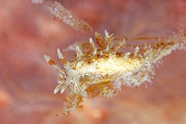 セスジイバラウミウシ