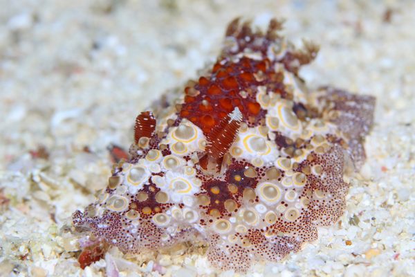 メダマヤキウミウシ