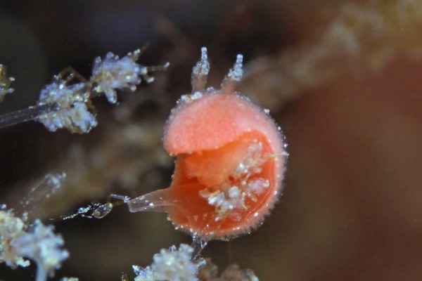 ガルガメッラ属の一種