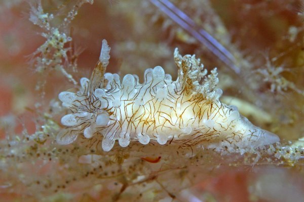 セスジイバラウミウシ