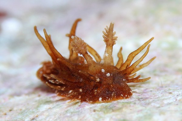 ショウジョウウミウシ