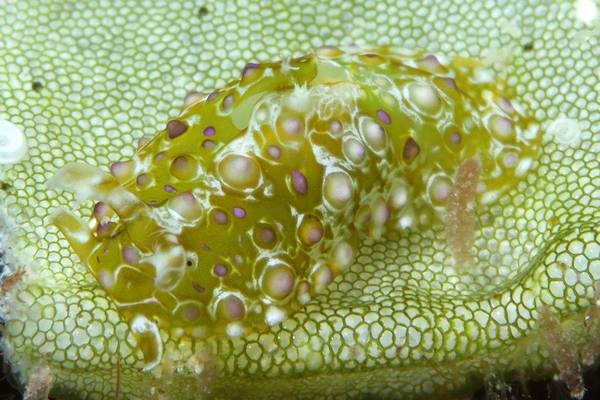 フサウミナメクジ