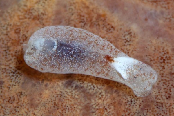 チョウチョウミドリガイ属の一種