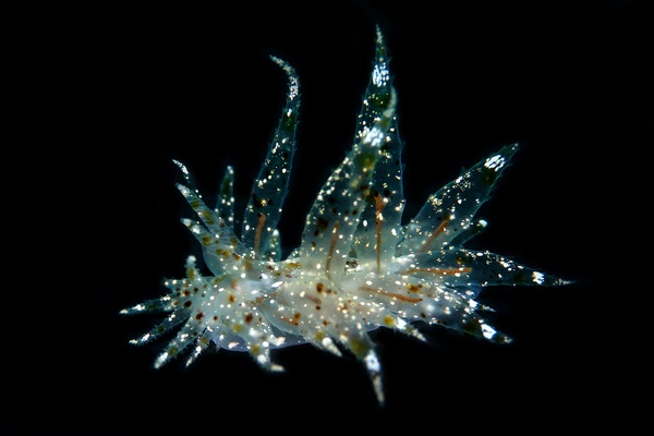 コヤナギウミウシ属の一種