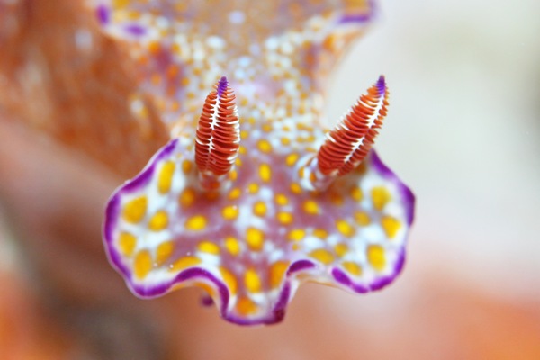 テヌウニシキウミウシ