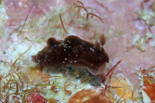 ハラックサウミウシ