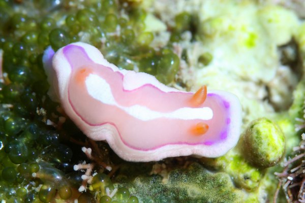 アラリウミウシ