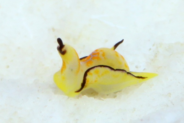 クロフチウミコチョウ