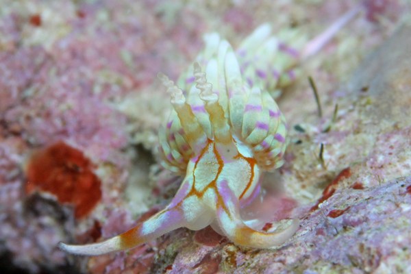 トウリンミノウミウシ