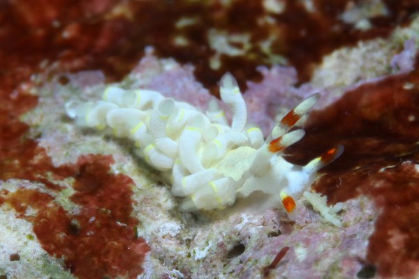 キイロワミノウミウシ