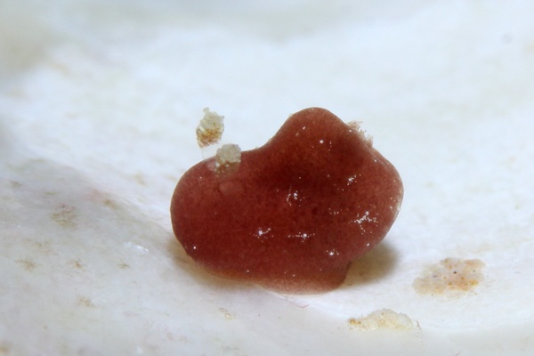 カンムリハラックサウミウシ