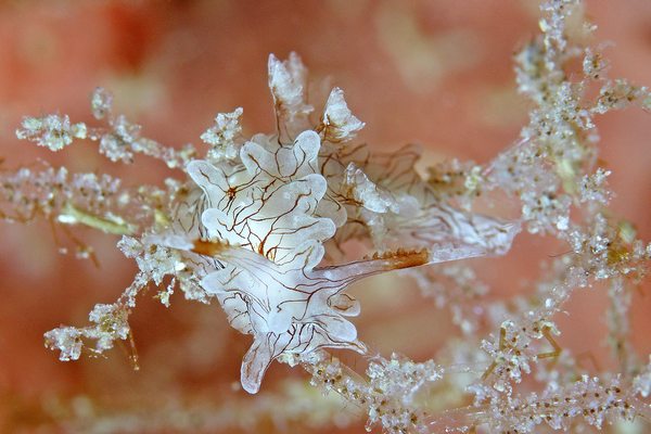 セスジイバラウミウシ