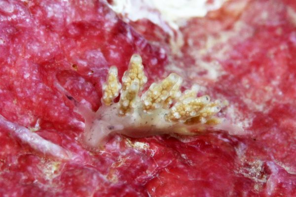 オキナワシロマツカサウミウシ