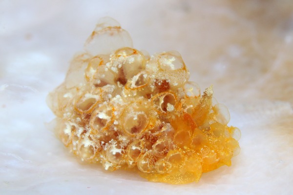 コヤナギウミウシ属の一種