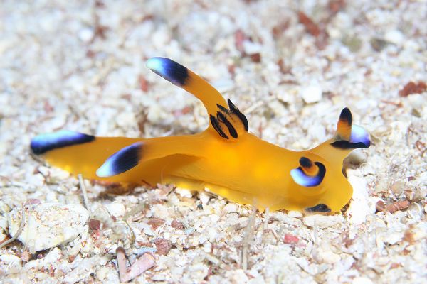 ウデフリツノザヤウミウシ