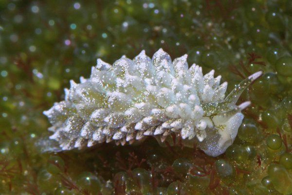 アリモウミウシ属の一種