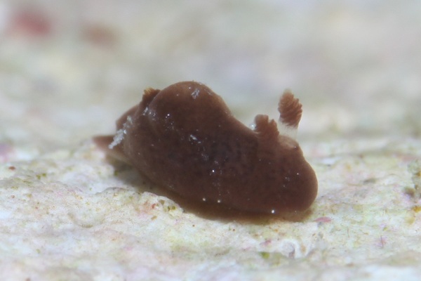 ハラックサウミウシ