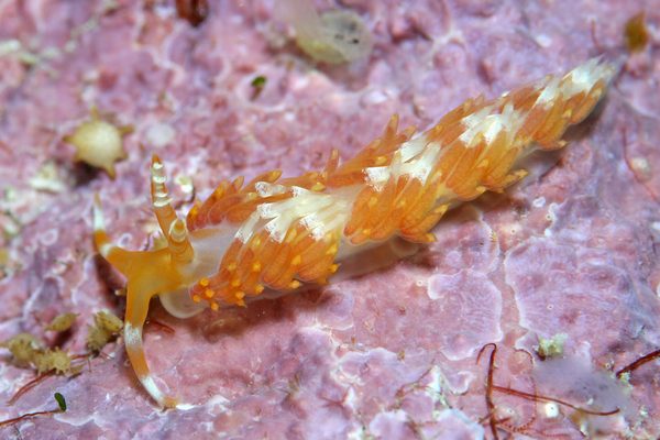 ツマシロミノウミウシ