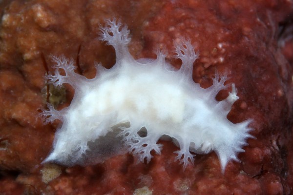 ユビノウハナガサウミウシ