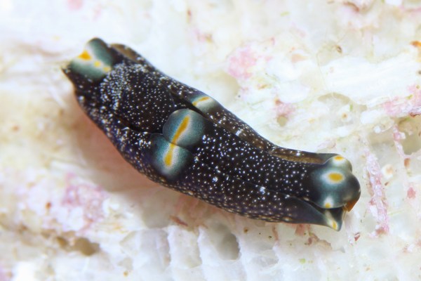 トウヨウキセワタ