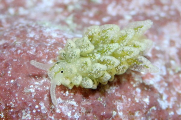 アオモウミウシ属の一種